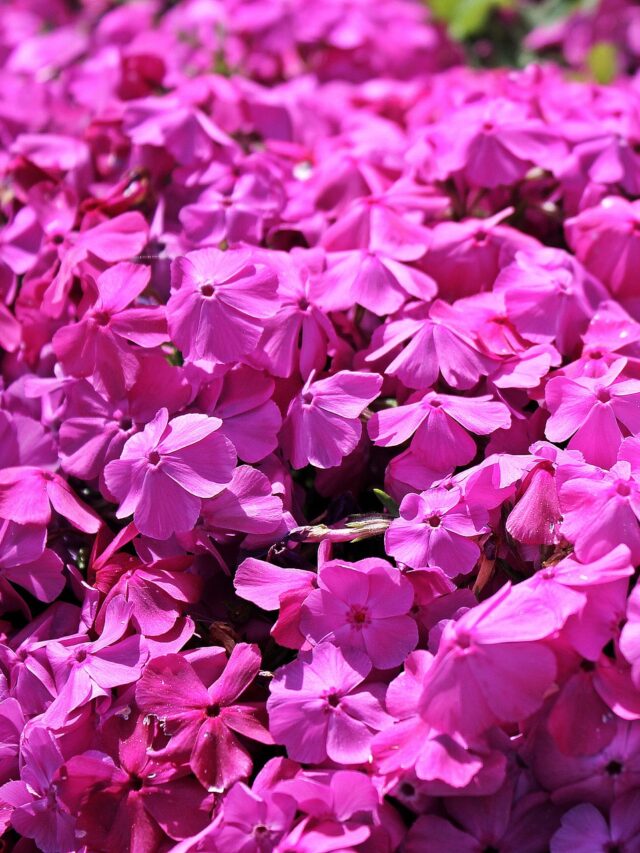 Flowers Who Representing a Different Month of The Year