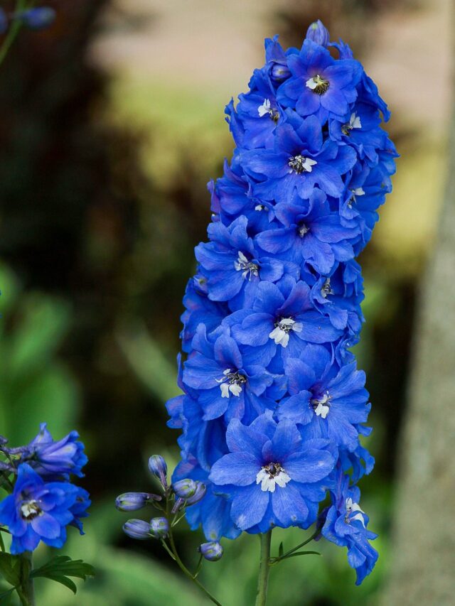 Flowers That Symbolize Hope and Renewal