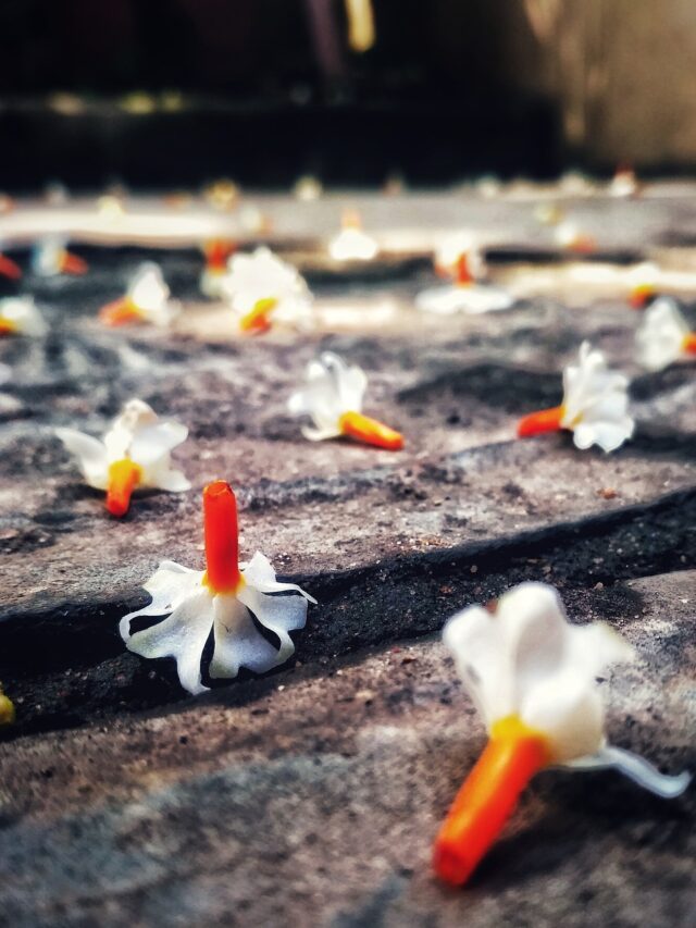 Flowers Used in Puja Ceremonies