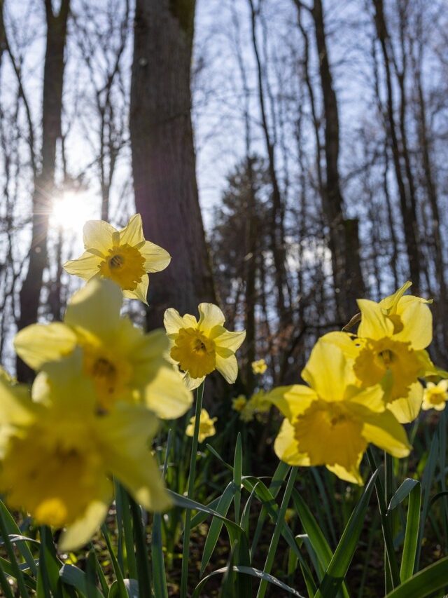 Decoding the Symbolism Behind Popular Blooms