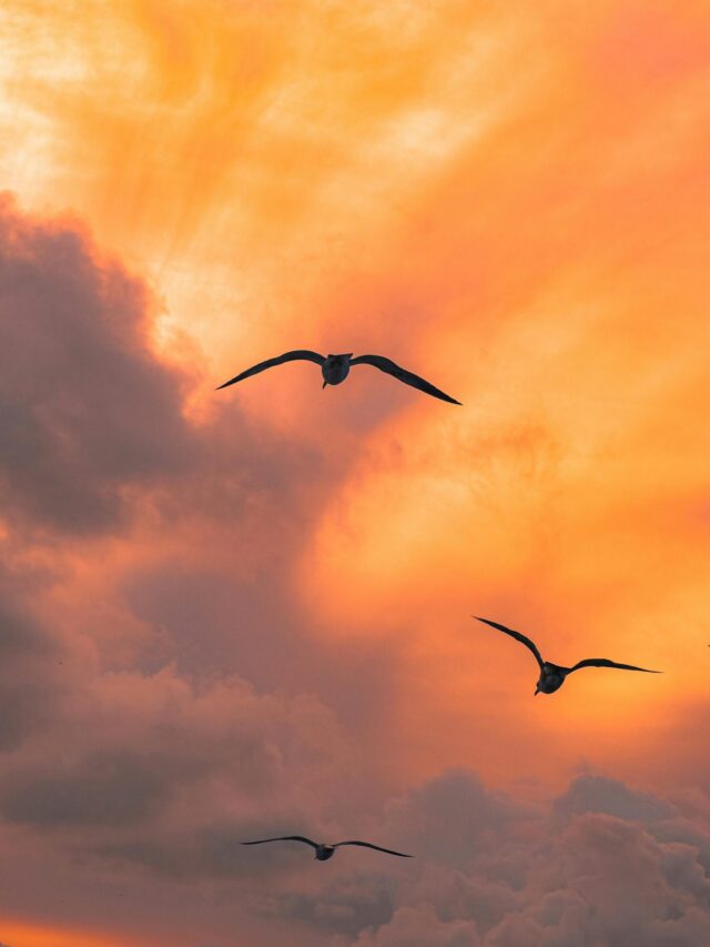 Birds Along with Their Symbolic Meanings