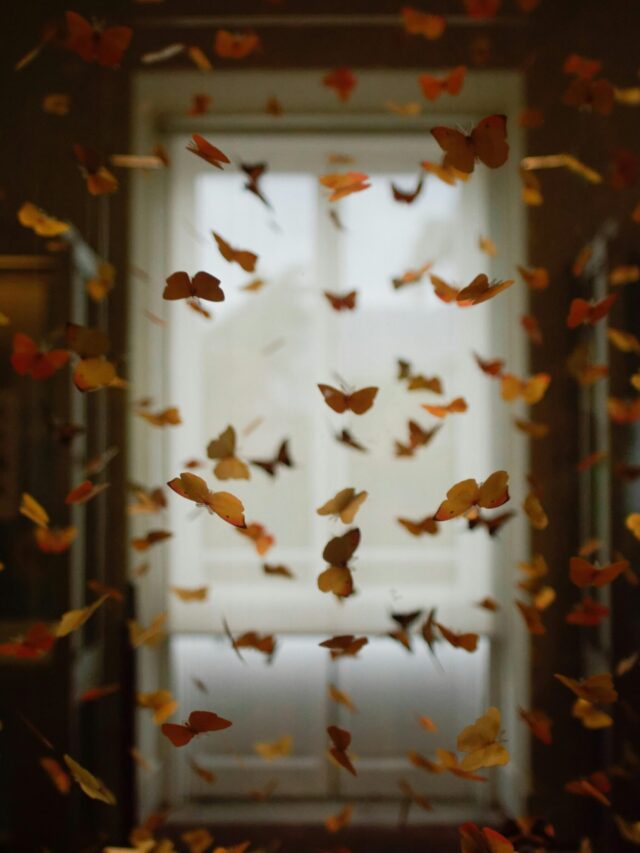 Butterflies Along with Their Symbolic Meanings